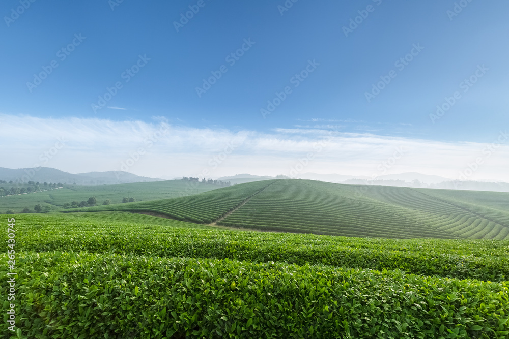 tea plantation in spring morning tea plantation in spring morning