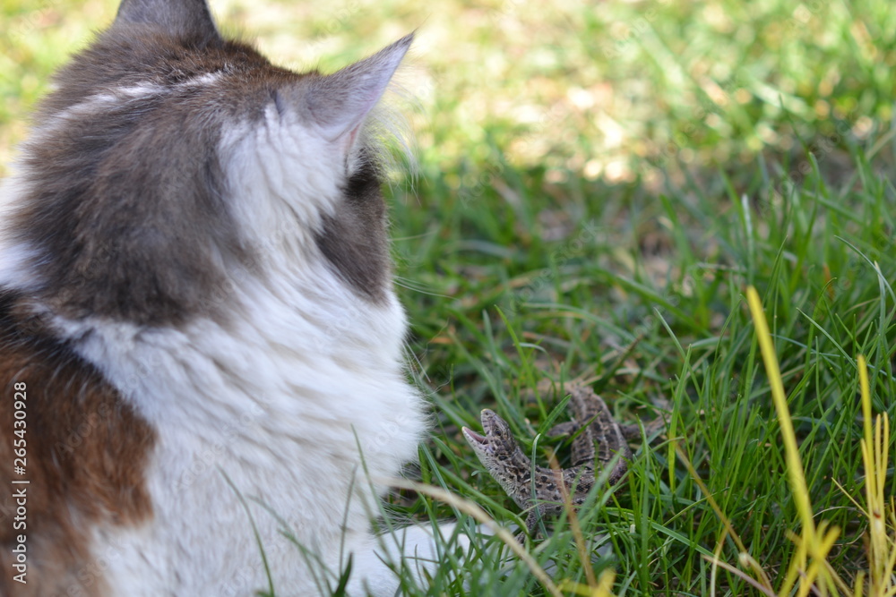 cat playing with lizard cat playing with lizard