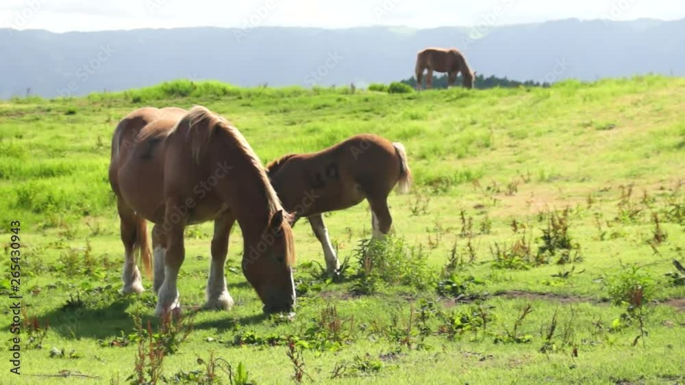 牧場の馬 牧場の馬