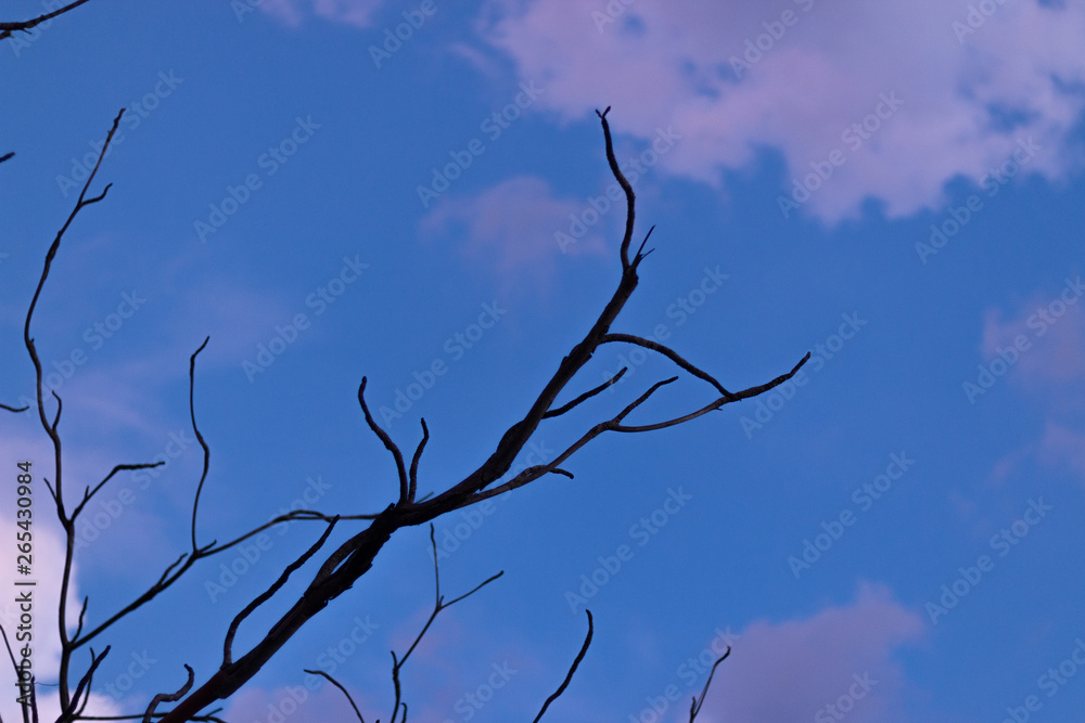 Obraz premium tree on blue sky