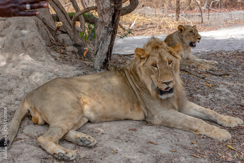 Male lion and female lion.Africa