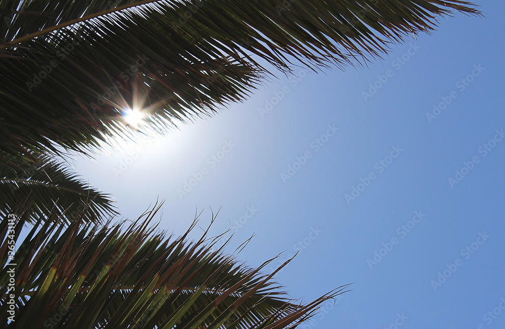 palm branch and sky on sunshine day