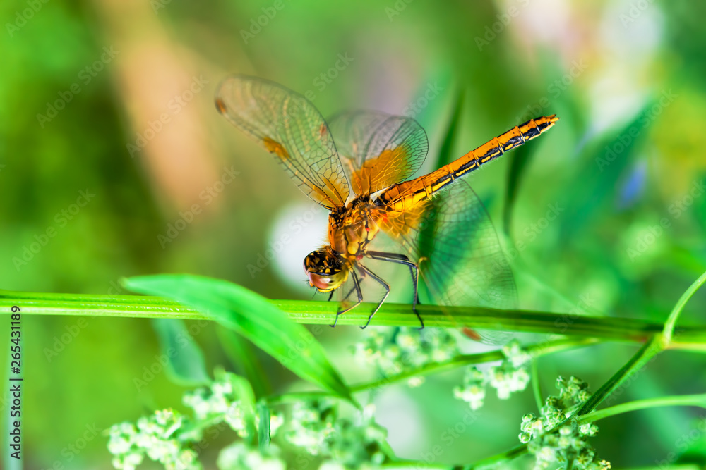 Yellow with black dragonfly on a flower, spring, summer landscape, close-up Yellow with black dragonfly on a flower, spring, summer landscape, close-up
