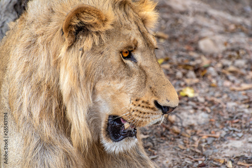 Closeup photograph of a young male lion snarling and looking intimidating.