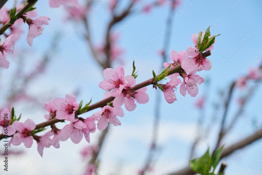Hello spring, tree, branch of pink peach blossoms, blue sky background. Hello spring, tree, branch of pink peach blossoms, blue sky background.