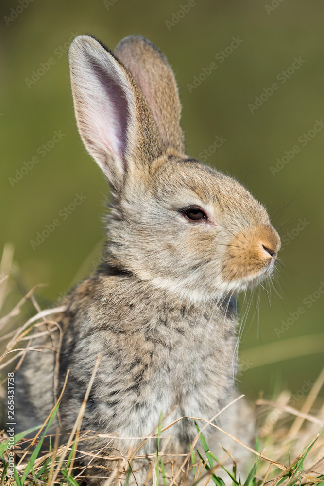 Fototapeta premium rabbit hare while on grass background