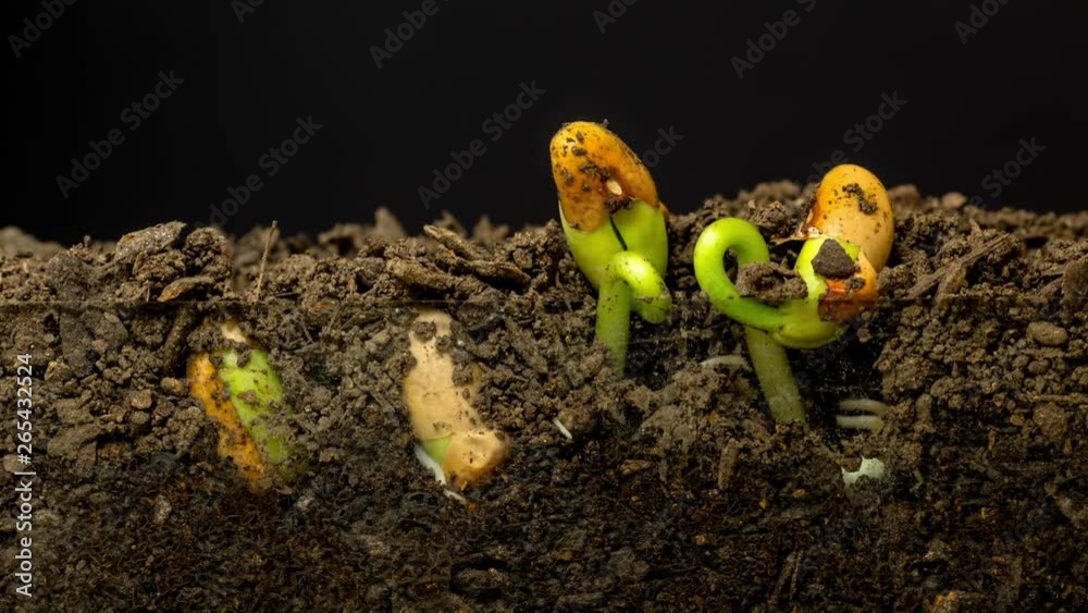 Bean Sprout Growing Timelapse on a Black Background