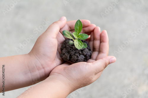 A tree in the hands of a boy