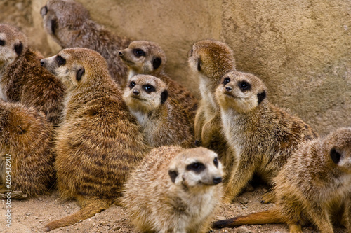 Meerkats © Geoffrey Gilson