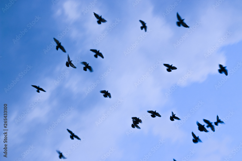 flock of birds flying in blue sky flock of birds flying in blue sky