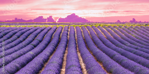 Valensole lavender fields summer sunset , Provence, France