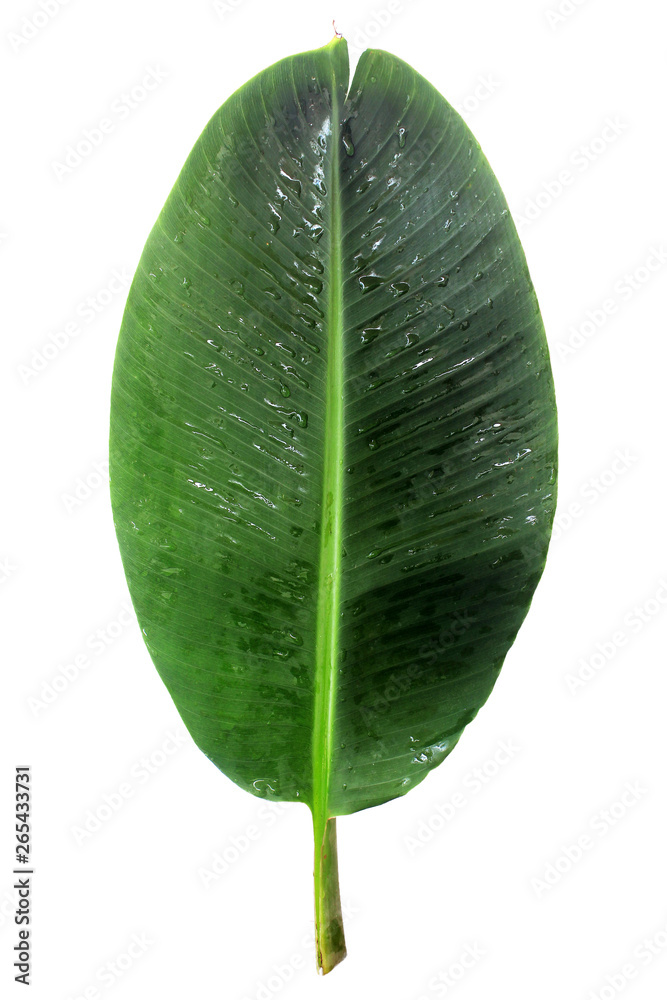 Fototapeta premium Banana leaf (isolated on white and clipping path)