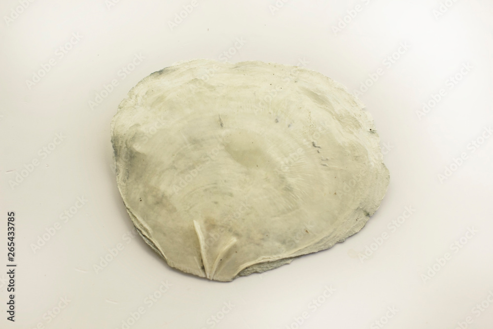 Placuna placenta on a white background. Placuna placenta on a white background.
