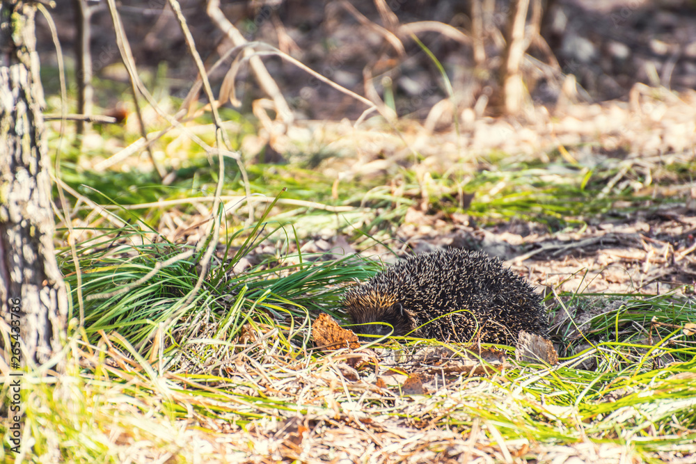 Daily hiding in the forest grass Daily hiding in the forest grass