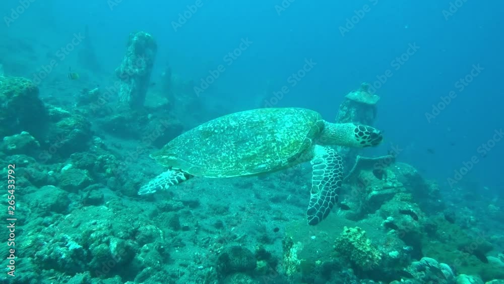Sea turtle - Hawksbill turtle - Eretmochelys imbricata in the ocean. Underwater world. Tulamben, Bali, Indonesia. Sea turtle - Hawksbill turtle - Eretmochelys imbricata in the ocean. Underwater world. Tulamben, Bali, Indonesia.
