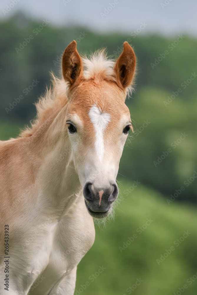 Obraz premium Cute Haflinger horse foal in a meadow, head with a white blaze marking