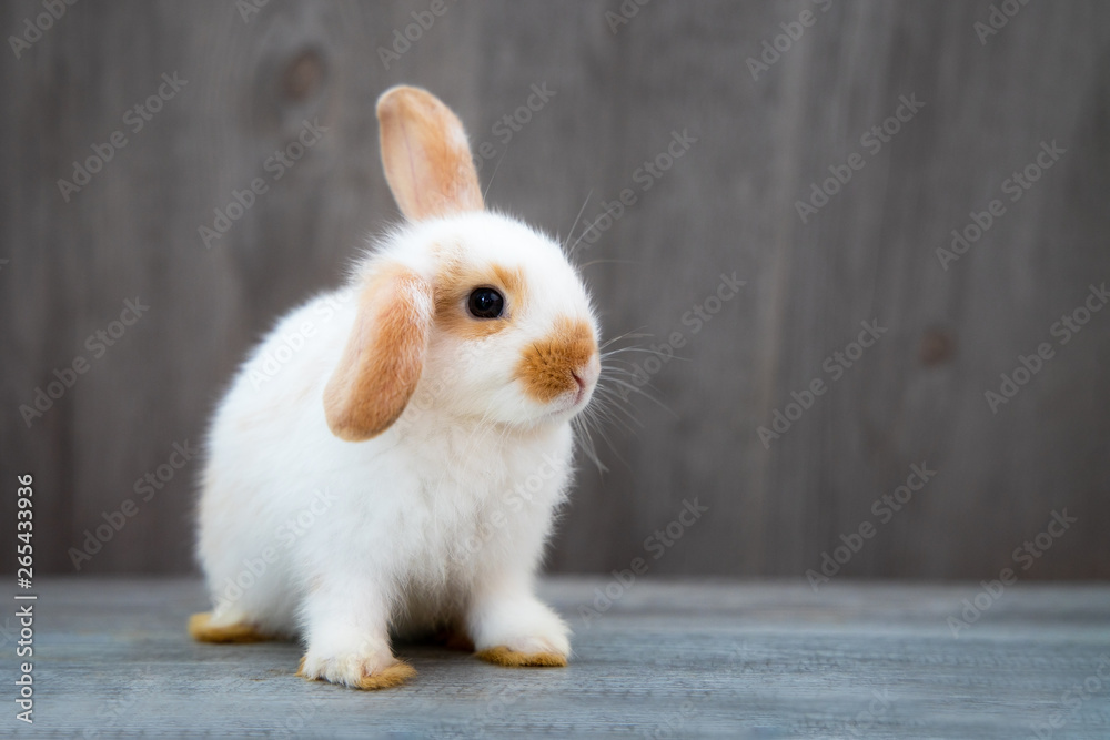 dwarf bunnies white and brown
