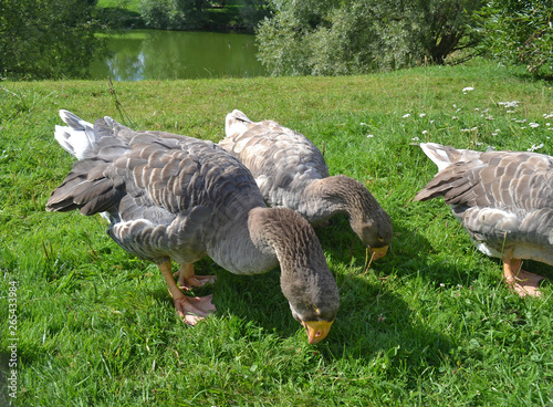 Two gray geese nibble grass against a lake. Birds in natural habitat. Close-up