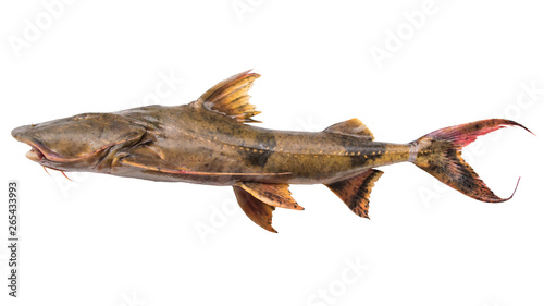 Dwarf goonch, Devil catfish (Bagarius bagarius) isolate on white background with Clipping path at Mekong river, Thailand, Asian