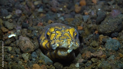 Napoleon Snake Eel - Ophichthus bonaparti. Sitting in a hole and hunting. Underwater world. Tulamben, Bali, Indonesia. photo