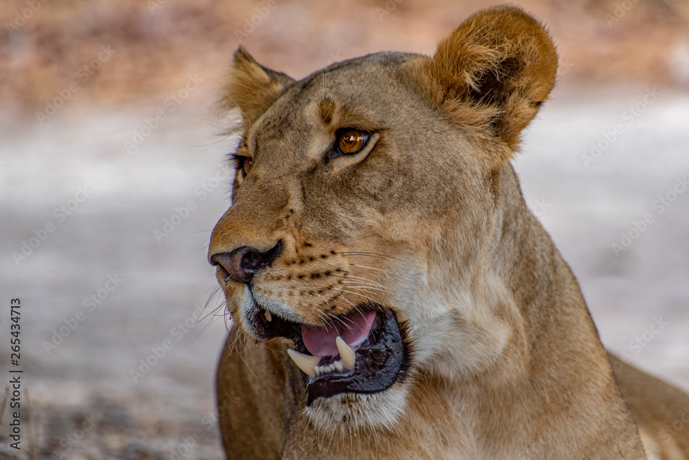 Fototapeta premium Lion female lying down - wild nature Africa