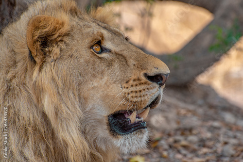 Closeup photograph of a young male lion snarling and looking intimidating.
