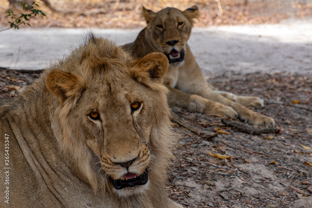 Male lion and female lion.Africa Male lion and female lion.Africa