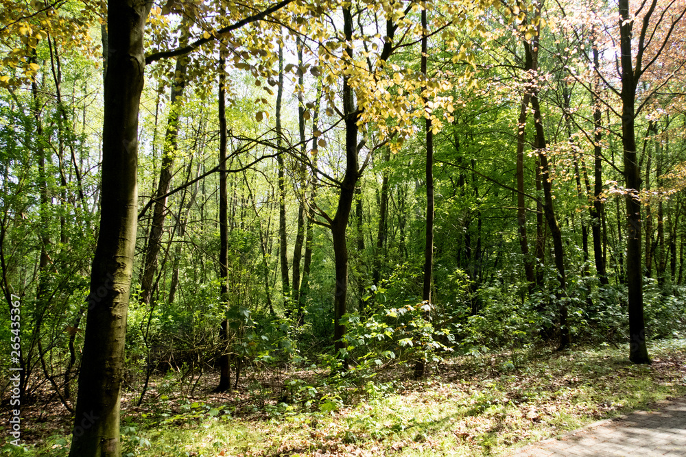 blick auf bäume im wald in geeste emsland deutschland fotografiert während eines spaziergangs in der natur an einem sonnigen tag blick auf bäume im wald in geeste emsland deutschland fotografiert während eines spaziergangs in der natur an einem sonnigen tag