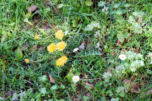 butterblumen auf einer wiese in geeste emsland deutschland fotografiert während eines spaziergangs in der natur an einem sonnigen tag photo