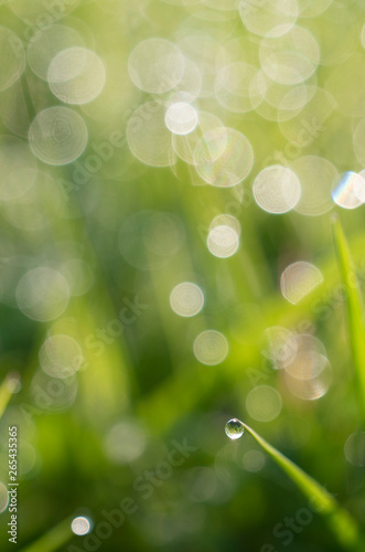 Blurred Grass Background With Water Drops