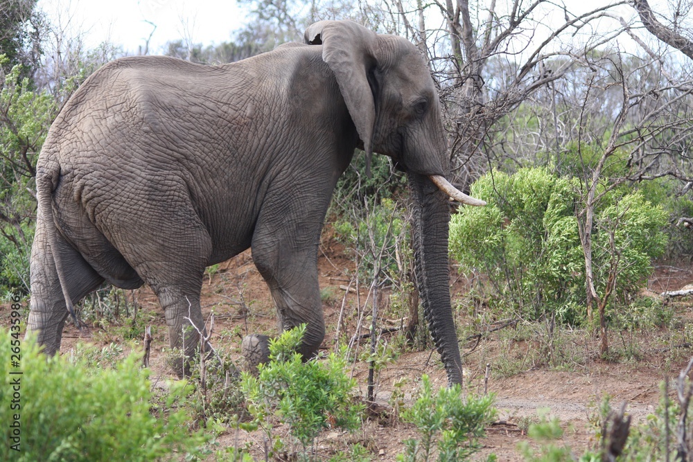 un éléphant dans la brousse en Afrique du Sud