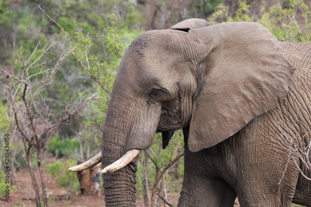 Obraz premium un éléphant dans la brousse en Afrique du Sud