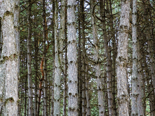 tree trunks in a pine forest