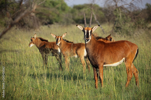 A family group of sable antelopes (Hippotragus niger) in natural habitat, South Africa.
