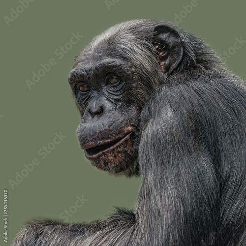 Portrait of curious Chimpanzee like asking a question, at smooth background © neurobite