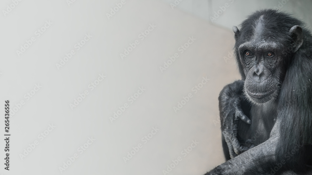 Portrait of curious wondered Chimpanzee at smooth uniform background, extreme closeup, details, paste space Portrait of curious wondered Chimpanzee at smooth uniform background, extreme closeup, details, paste space