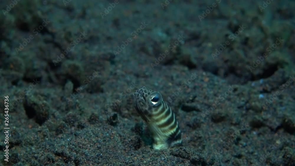 Zebra Garden Eel (Heteroconger polyzona). Feeding, sits in a hole. Underwater world. Tulamben, Bali, Indonesia.