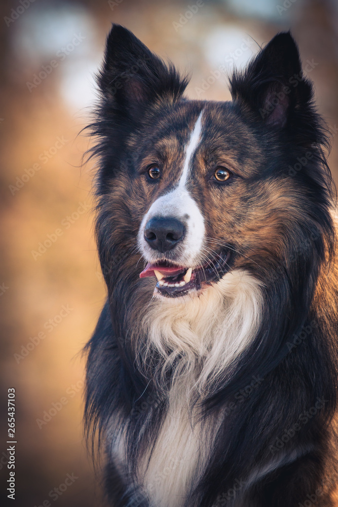 Sable Border Collie portrait