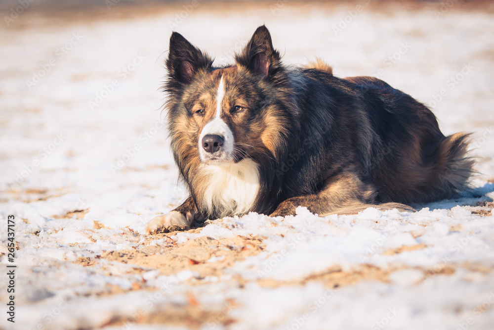 Fototapeta premium Border Collie eye