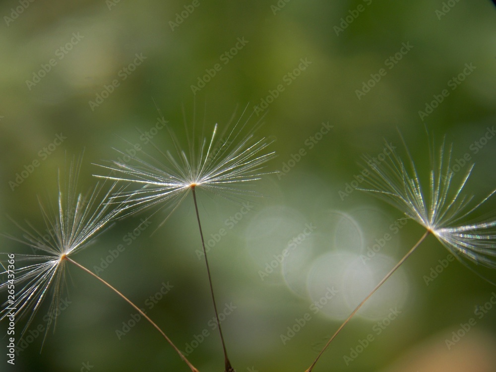 white dandelion seeds in the spring