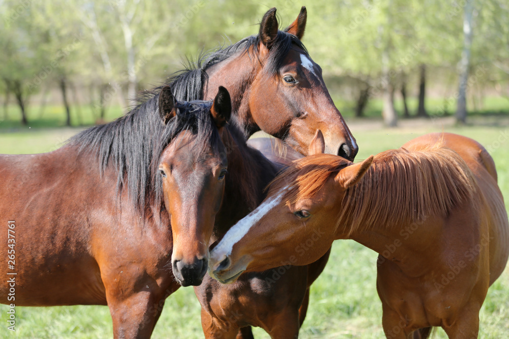 Fototapeta premium Group of yearlings playing together in beautiful morning lights in the green at springtime