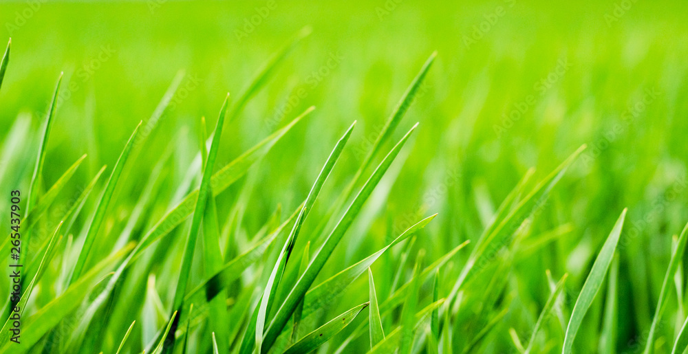 Bright green grass in the field on a blurry background_ Bright green grass in the field on a blurry background_