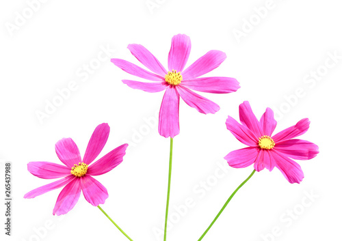 Nature colorful three bright pink cosmos bipinnatus flowers with yellow pollen patterns blooming with green stem isolated on white background with clipping path