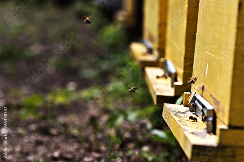 Working bees flying near yellow hives, Kikinda city, Vojvodina (Serbia) 