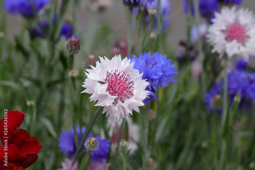 Obraz premium Centaurea cyanus