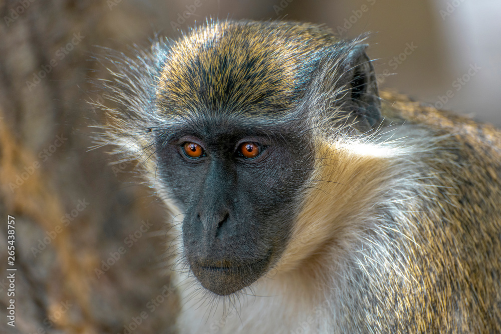 Obraz premium Green Vervet Monkeys in Bigilo forest park, The Gambia