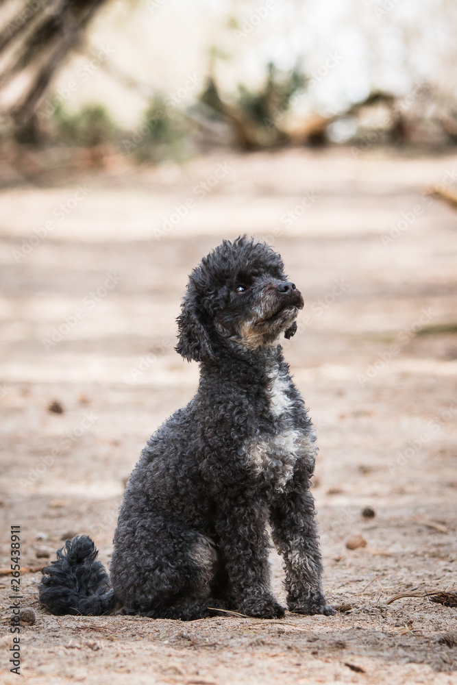Portrait of a small black poodle Portrait of a small black poodle