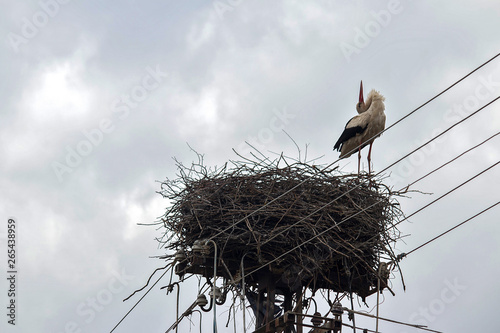 Mother Stork protecting her nest made on electrical pole in Melenci village in Vojvodina (Serbia), 29. April 2019 