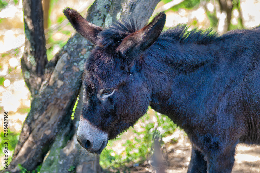 Fototapeta premium detail of donkey nose
