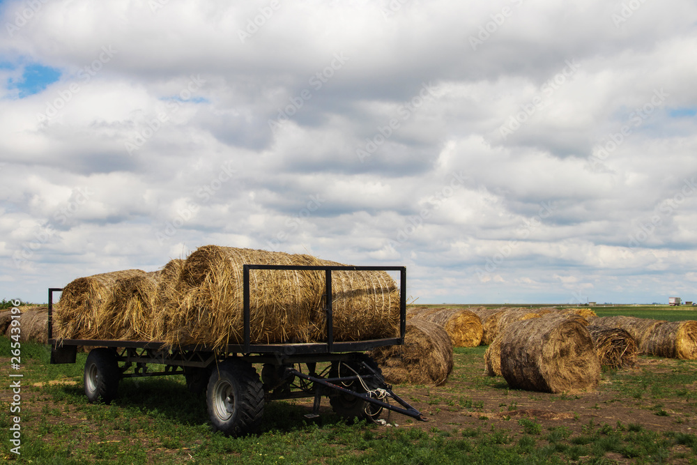 Obraz premium Hay rolls ready to transport in the fields of Serbia (